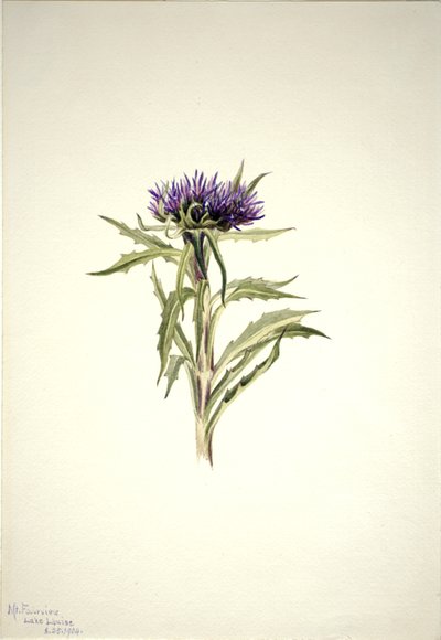 Bez názvu - Rostlinná studie, 1904. od Mary Vaux Walcott