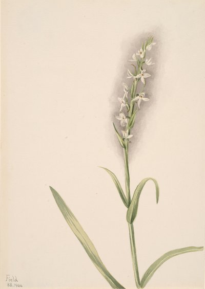 Bez názvu - Rostlinná studie, 1904. od Mary Vaux Walcott