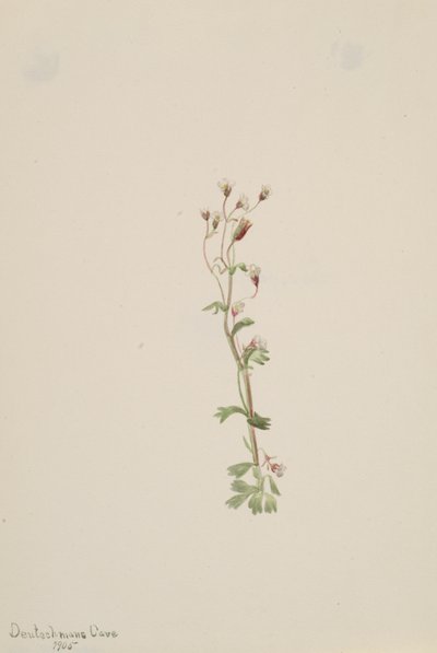 Bez názvu - Rostlinná studie, 1905. od Mary Vaux Walcott