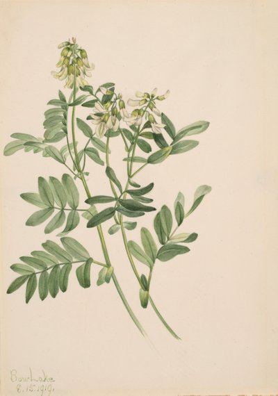Bez názvu - Rostlinná studie, 1919. od Mary Vaux Walcott