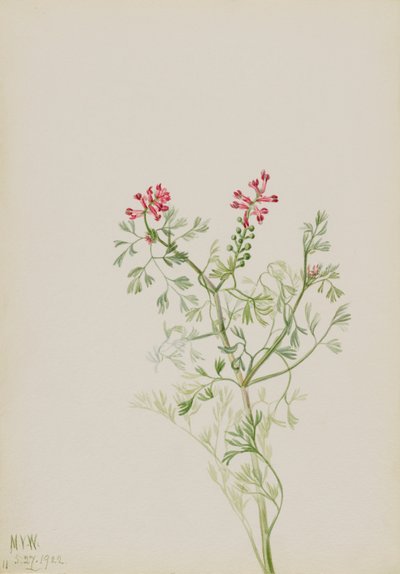Bez názvu - Rostlinná studie, 1922. od Mary Vaux Walcott