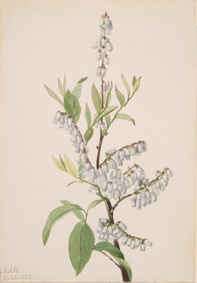 Bez názvu - Rostlinná studie, 1923. od Mary Vaux Walcott