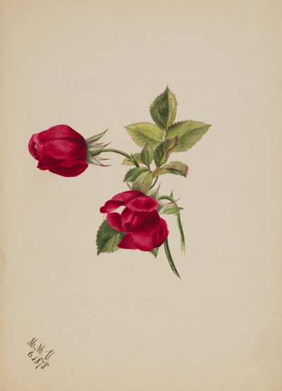 Bez názvu - Rose, 1878. od Mary Vaux Walcott
