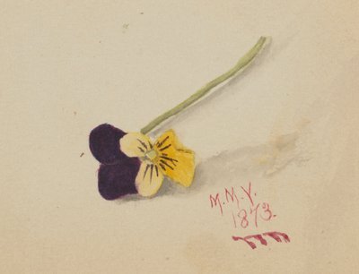 Bez názvu (Pansy) od Mary Vaux Walcott