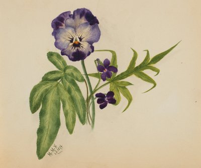 Bez názvu (Pansy) od Mary Vaux Walcott