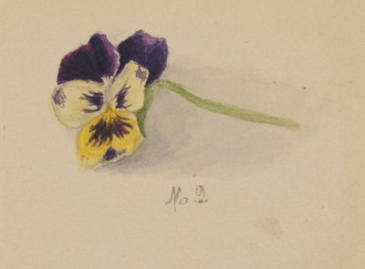 Bez názvu (Pansy) od Mary Vaux Walcott