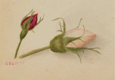 Bez názvu (Rosebuds) od Mary Vaux Walcott