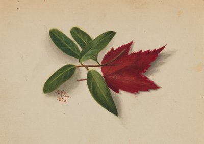 Bez názvu, 1873. od Mary Vaux Walcott
