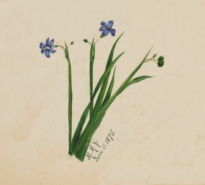 Bez názvu, 1875. od Mary Vaux Walcott