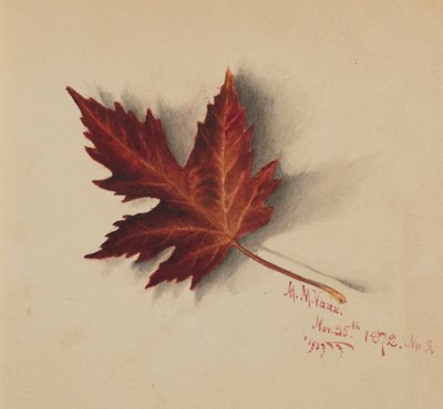Podzimní list bez názvu, 1872. od Mary Vaux Walcott