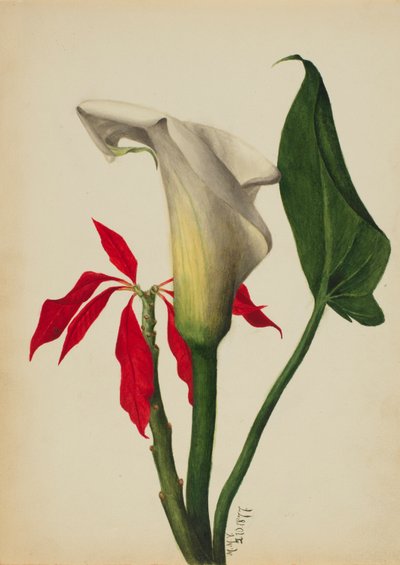 Calla Lily bez názvu, 1877. od Mary Vaux Walcott