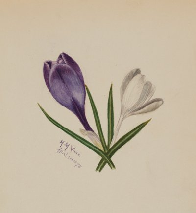 Krokusy bez názvu, 1874. od Mary Vaux Walcott