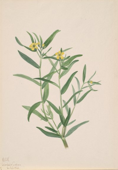 Květinová studie bez názvu, 1923. od Mary Vaux Walcott
