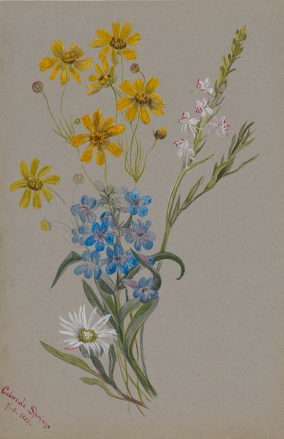 Bez názvu, Skupina květin, 1883. od Mary Vaux Walcott