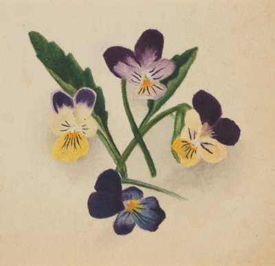 Macešky bez názvu, 1874. od Mary Vaux Walcott