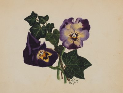 Macešky a břečťan bez názvu, 1876. od Mary Vaux Walcott