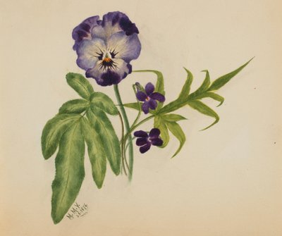 Bez názvu Pansy, 1876. od Mary Vaux Walcott