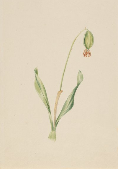 Untitled Plant Study, ca. začátek 30. let 20. století. od Mary Vaux Walcott