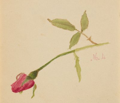 Růže bez názvu, 1872. od Mary Vaux Walcott