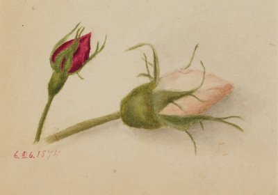 Bez názvu Rosebuds, 1874. od Mary Vaux Walcott