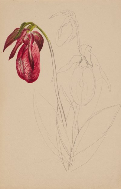 Untitled Unfinished Sketch, n.d. od Mary Vaux Walcott