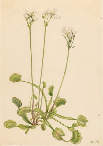 Mucholapka venušina (Dionaea muscipula) od Mary Vaux Walcott