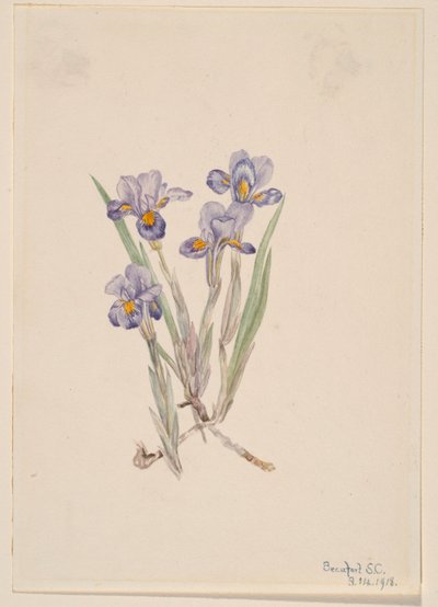 Kosatec jarní (Iris verna) od Mary Vaux Walcott