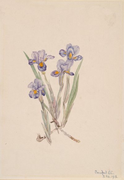 Vernal Iris Iris verna, 1918. od Mary Vaux Walcott
