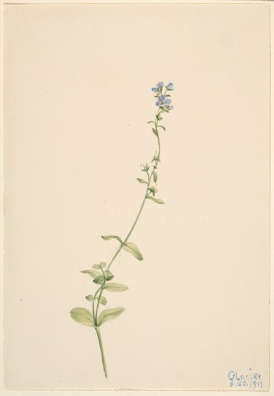 Veronica serpyllifolia od Mary Vaux Walcott