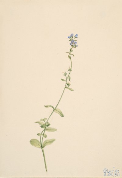 Veronica serpyllifolia, 1911. od Mary Vaux Walcott