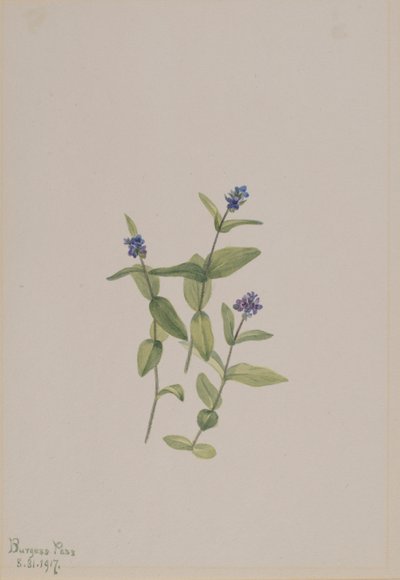 Veronica wormskjoldii od Mary Vaux Walcott