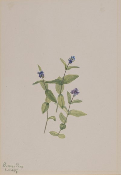 Veronica wormskjoldii, 1917. od Mary Vaux Walcott
