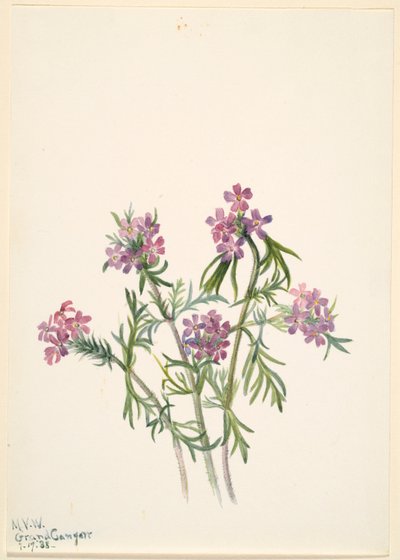 Sporýš (Verbena wrightii) od Mary Vaux Walcott