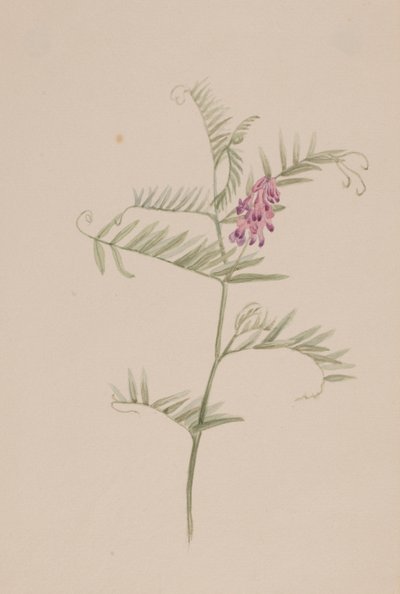 Vicia americana od Mary Vaux Walcott