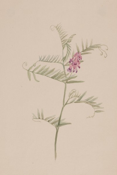 Americká vikev, ca. 1917-1918. od Mary Vaux Walcott