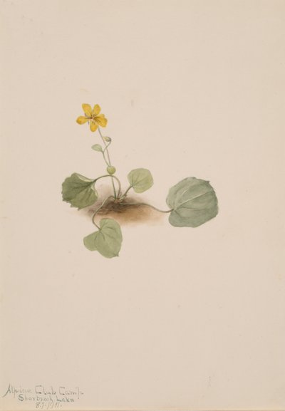 Viola orbiculata, 1911. od Mary Vaux Walcott