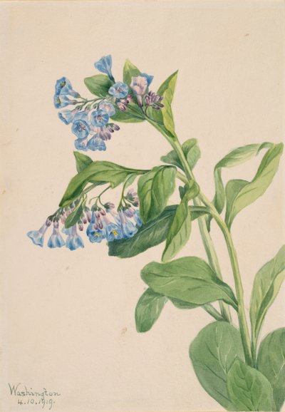 Virginia Bluebells Mertensia virginica, 1919. od Mary Vaux Walcott