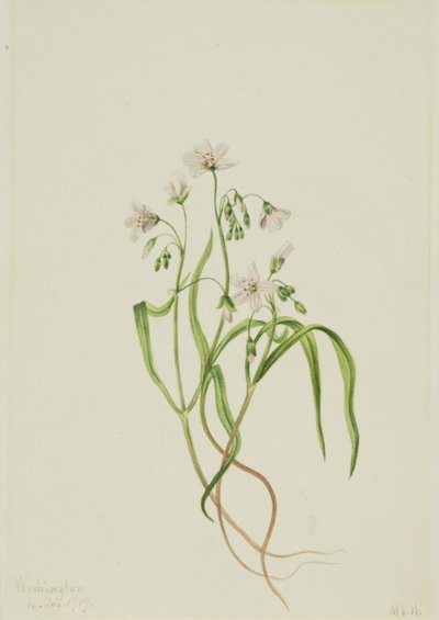 Virginia Springbeauty Claytonia virginica, 1919. od Mary Vaux Walcott