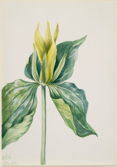 Wake-Robin (Trillium underwoodii) od Mary Vaux Walcott