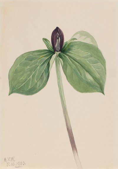 Wake-Robin Trillium sessile, 1920. od Mary Vaux Walcott
