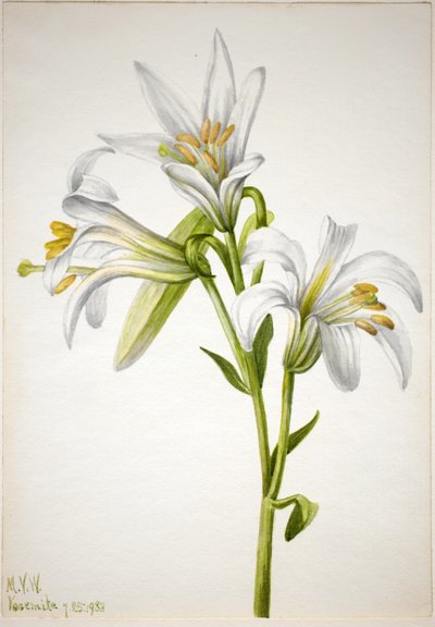 Lilie washingtonská (Lilium washingtonianum) od Mary Vaux Walcott