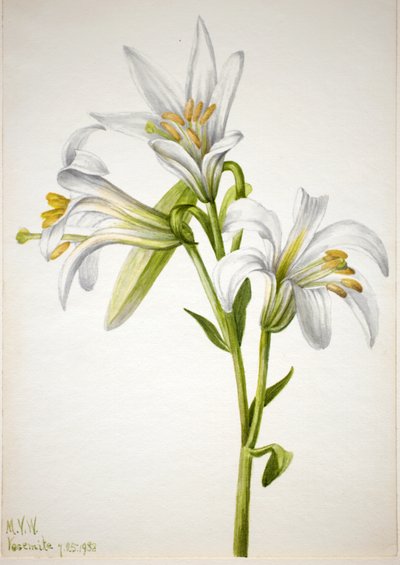 Washington Lily Lilium washingtonianum, 1933. od Mary Vaux Walcott