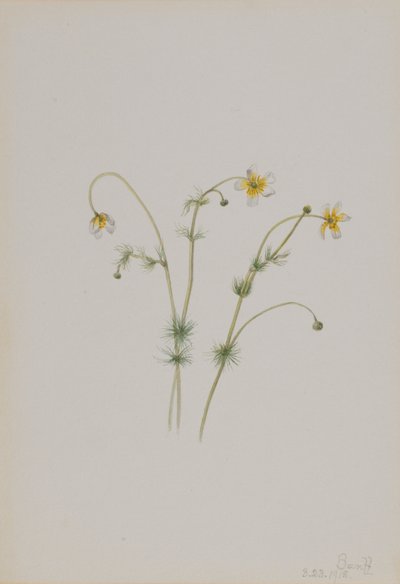 Vodní lakušník (Batrachium trichophyllum) od Mary Vaux Walcott