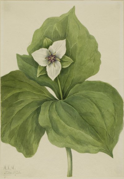 Wax Trillium (Trillium album) od Mary Vaux Walcott