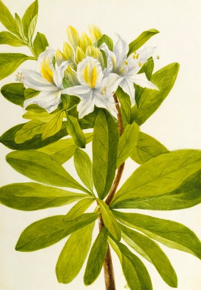 Azalka západní (Rhododendron occidentale) od Mary Vaux Walcott