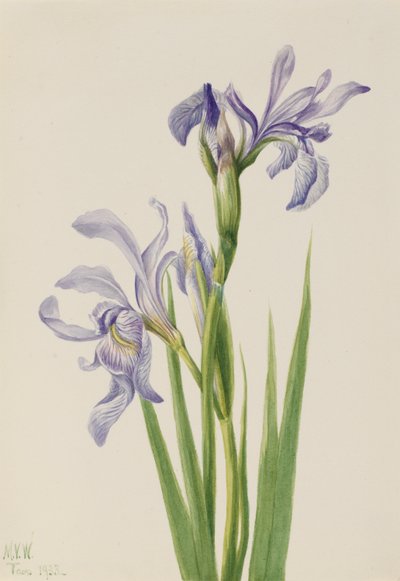 Modrá vlajka západní (Iris missouriensis) od Mary Vaux Walcott