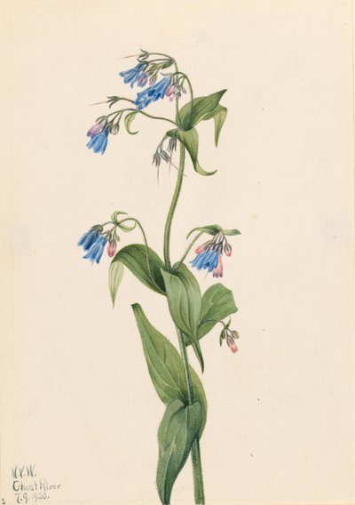 Zvonečník panonský (Mertensia paniculata) od Mary Vaux Walcott