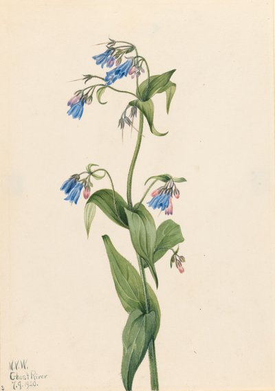 Západní zvonky Mertensia paniculata, 1920. od Mary Vaux Walcott