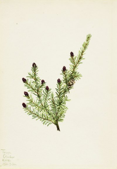 Jedlovec západní (Tsuga heterophylla) od Mary Vaux Walcott