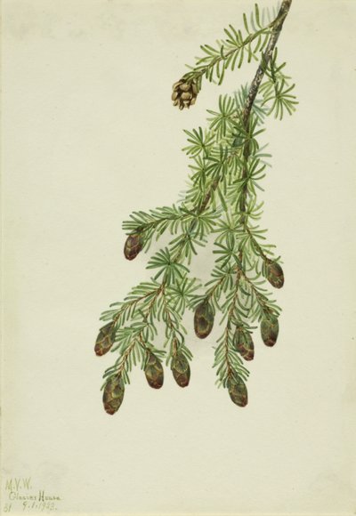 Hetlock Tsuga heterophylla, 1923. od Mary Vaux Walcott